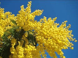 Festa della Donna presso CRA Le Radici di Poviglio